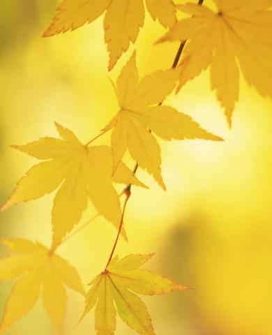 Herbst Schmuck Goldschmiede