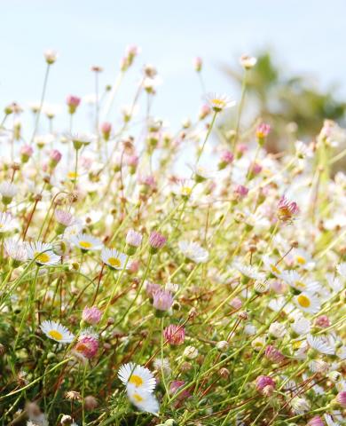 Blumen