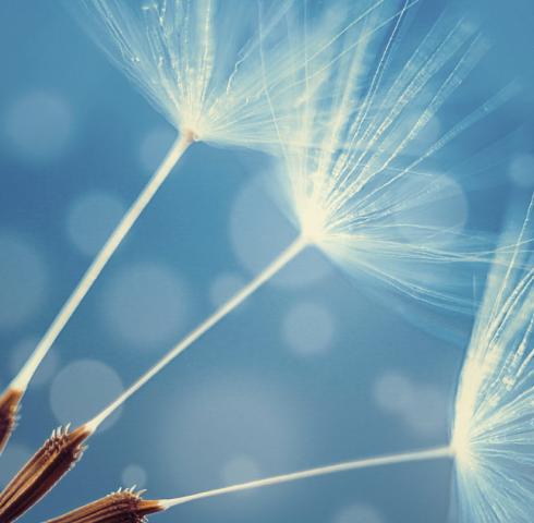 Pusteblume Silberkollektion