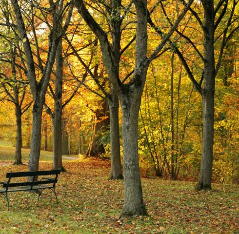 Natur
