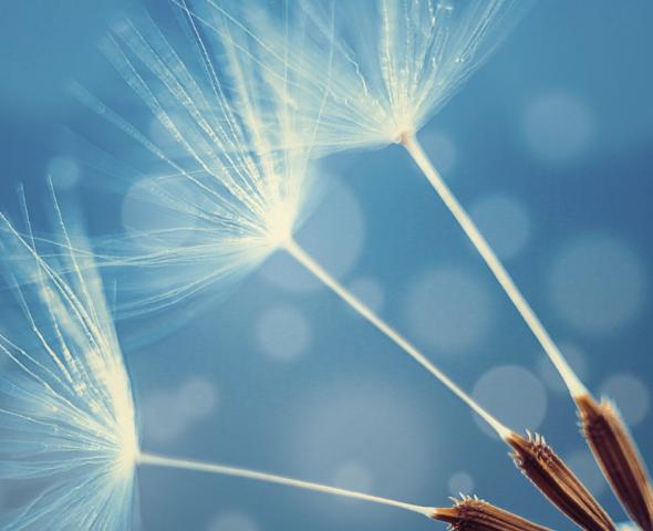 Silberkollektion Pusteblume