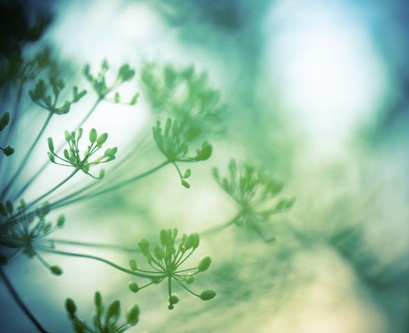 Blumen Opalschmuck