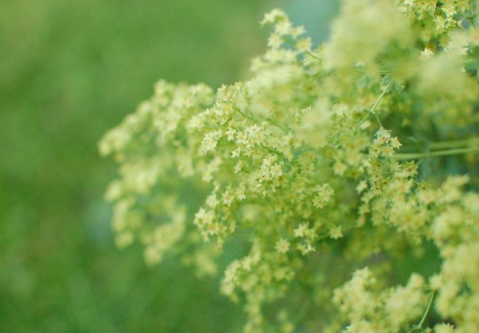 Blumen
