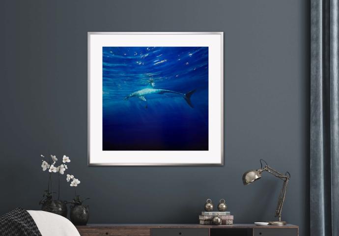 Golden Ocean Reflection - Shark 80x80cm Shark