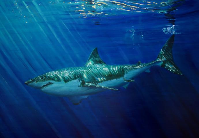 Golden Ocean Reflection Shark