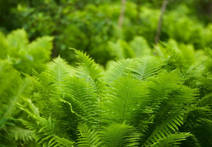 wald