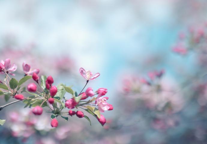 Blüte