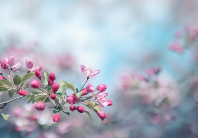Kirschblüte
