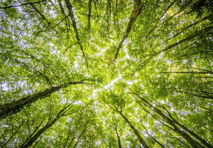 Wald